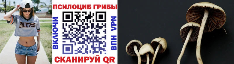закладка  Нижнеудинск  Псилоцибиновые грибы Cubensis 